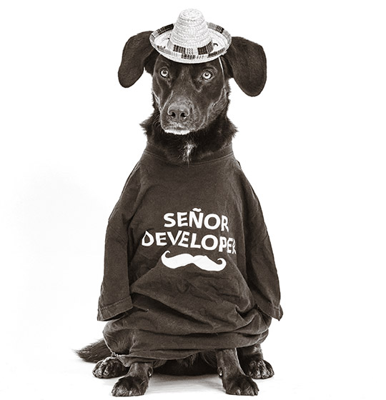 Frodo steckt in einem T-Shirt mit der Aufschrift "Senor Developer" und trägt einen kleinen Strohhut