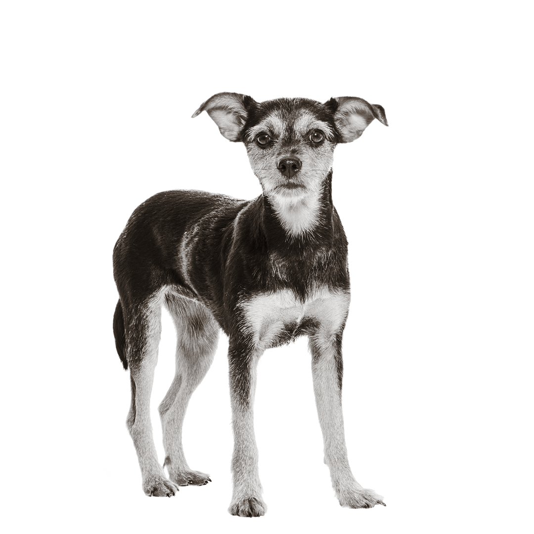 Portrait von Sunny: Sie ist ein kleiner, braun-weißer Mischlings-Hund mit großen Ohren. Sie steht aufrecht und schaut direkt in die Kamera.