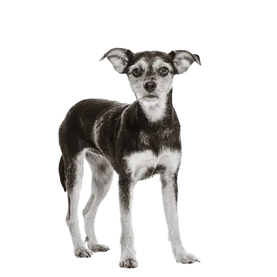 Portrait von Sunny: Sie ist ein kleiner, braun-weißer Mischlings-Hund mit großen Ohren. Sie steht aufrecht und schaut direkt in die Kamera.