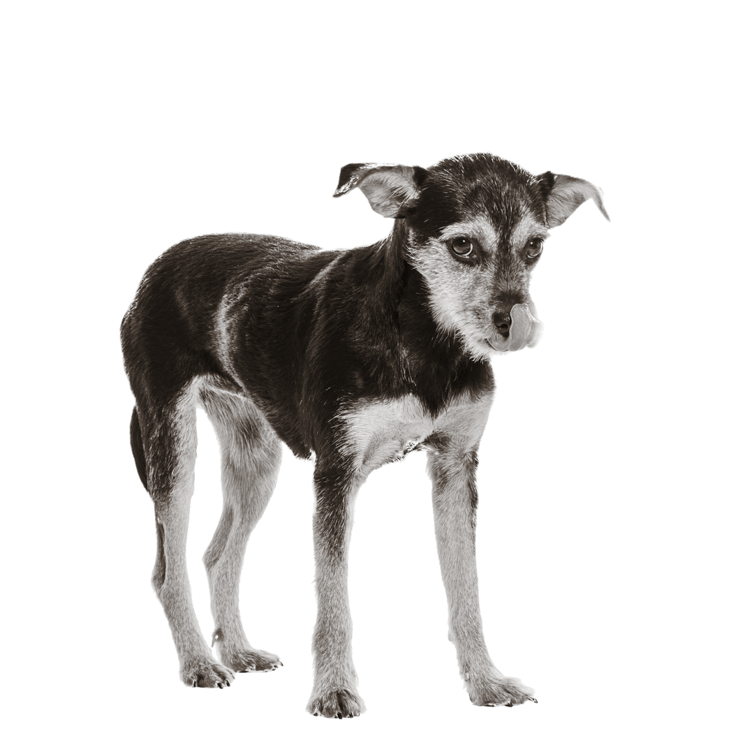 Portrait von Sunny: Sie ist ein kleiner, braun-weißer Mischlings-Hund mit großen Ohren. Sie steht aufrecht und schaut direkt in die Kamera.