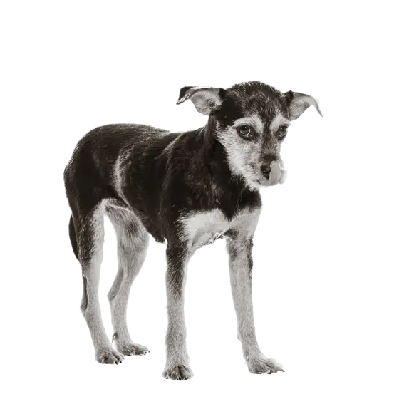 Portrait von Sunny: Sie ist ein kleiner, braun-weißer Mischlings-Hund mit großen Ohren. Sie steht aufrecht und schaut direkt in die Kamera.