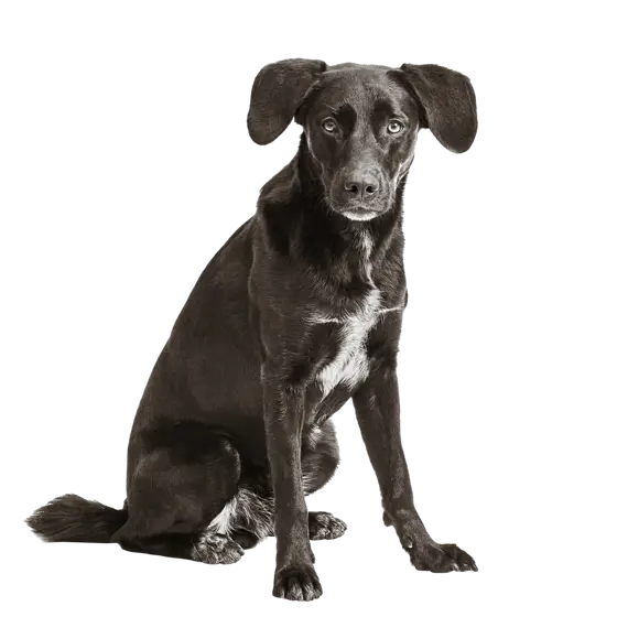 Ein großer schwarzer Hund mit weißer Zeichnung auf der Brust und hängenden Ohren. Er sitzt und blickt in die Kamera.